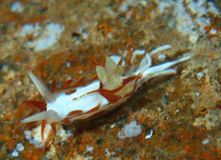 Okenia mexicorum